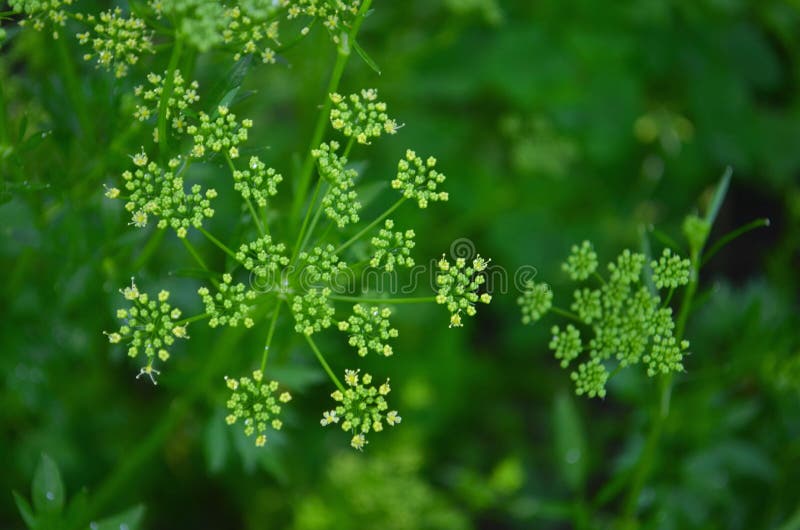 Kolendrowi ziarna, świezi zieleni cilantro liście zdjęcia royalty free Kolendrowi ziarna, świezi zieleni cilantro liście zdjęcia royalty free