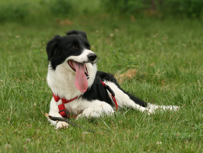 Koli Hund/halb Profil stockbild Koli Hund/halb Profil stockbild