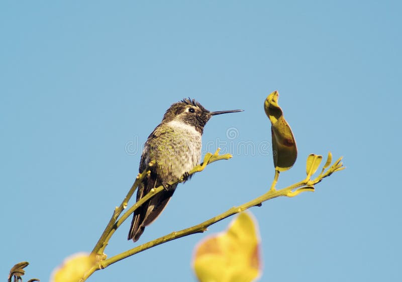 Hummingbird resting on the branch of a grapefruit tree. Hummingbird resting on the branch of a grapefruit tree.