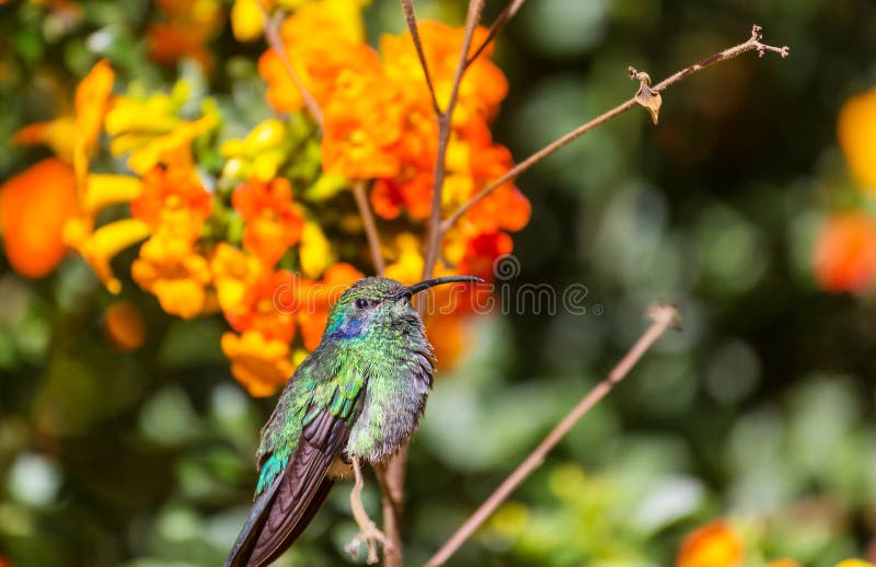 Kolibri stockfoto