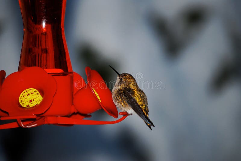 Kolibri auf roter Zufuhr lizenzfreie stockfotos Kolibri auf roter Zufuhr lizenzfreie stockfotos