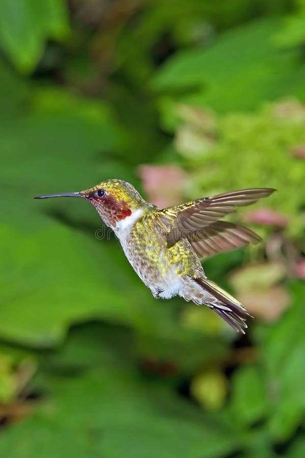 Kolibri-Flugwesen stockbild Kolibri-Flugwesen stockbild