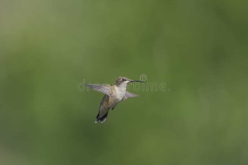 Kolibri i flykten med fördjupade vingar royaltyfri fotografi Kolibri i flykten med fördjupade vingar royaltyfri fotografi