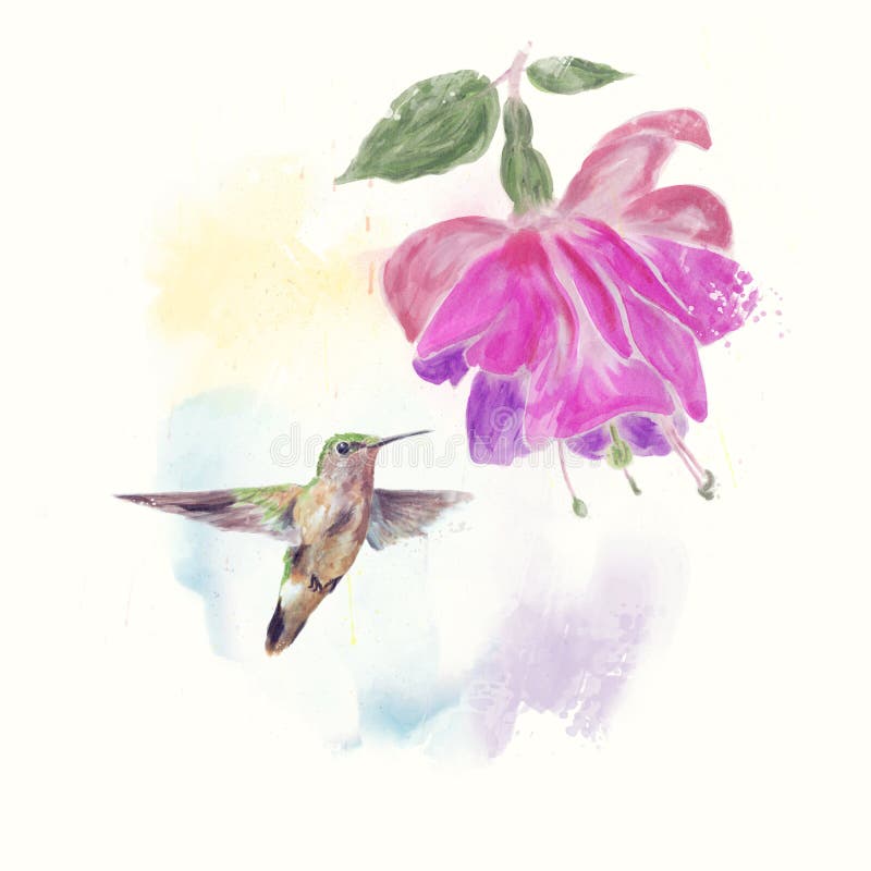 Kolibri- och fuchsiablommavattenfärg