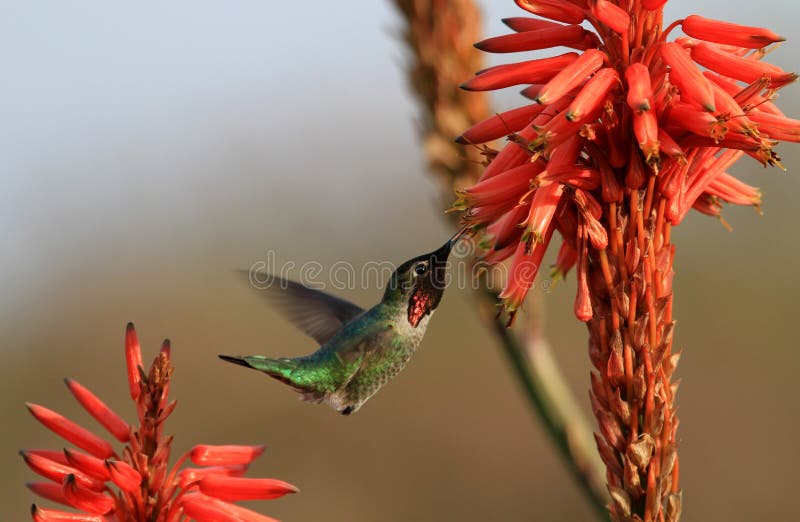 Kolibri- und Aloeblumen stockbild Kolibri- und Aloeblumen stockbild