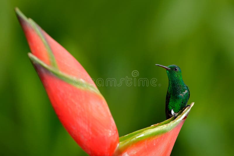 Kolibrie van tropisch bos, Costa Rica Mooie scène met vogel en bloem in wilde aard Kolibriezitting op mooi royalty-vrije stock afbeeldingen Kolibrie van tropisch bos, Costa Rica Mooie scène met vogel en bloem in wilde aard Kolibriezitting op mooi royalty-vrije stock afbeeldingen