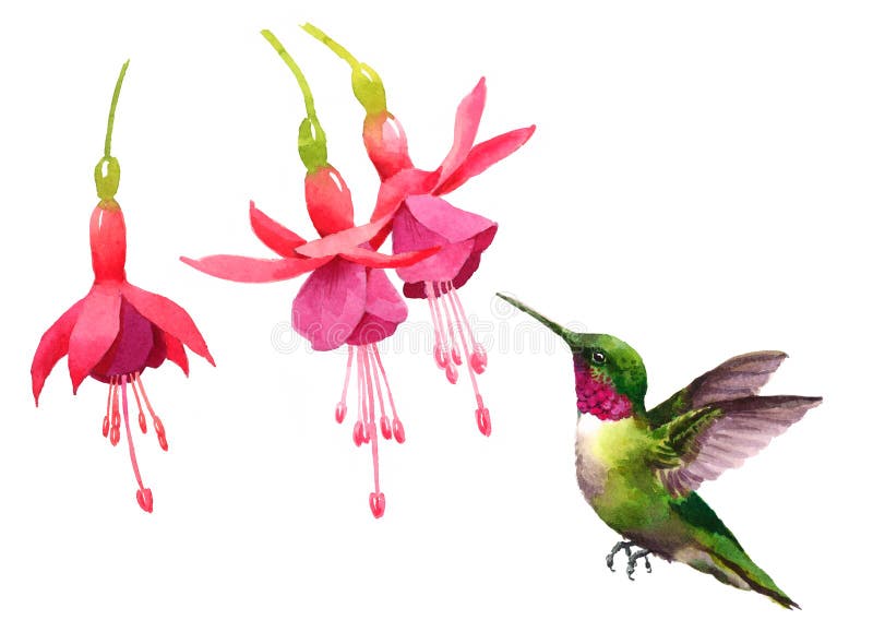 Kolibriflyg runt om den drog handen för illustration för fågel för fuchsiablommavattenfärg