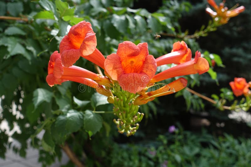 Kolibrirebe mit orange Blumen im Sommer lizenzfreies stockfoto Kolibrirebe mit orange Blumen im Sommer lizenzfreies stockfoto