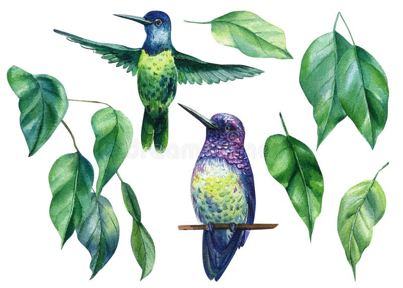 Kolibry na białym tle ilustracja akwareli. ptaki tropikalne i liście ficus ilustracji