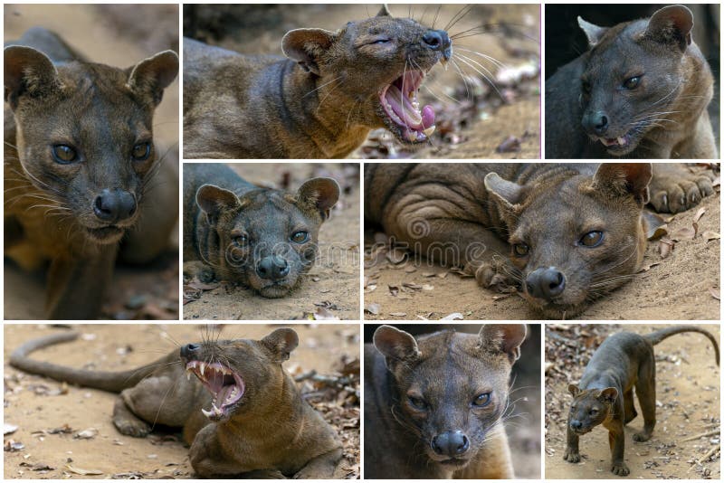 Collage - set of fossa Cryptoprocta ferox. Unique endemic species of Madagascar. Detail. Collage - set of fossa Cryptoprocta ferox. Unique endemic species of Madagascar. Detail