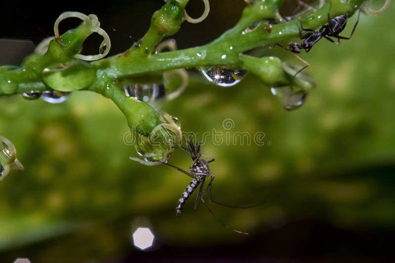 Mosquito and ant sitting on a plant royalty free stock photo Mosquito and ant sitting on a plant royalty free stock photo