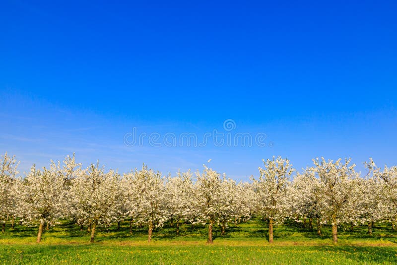 Koloni av vita körsbärsröda träd för blomning mot en blå himmel royaltyfria foton Koloni av vita körsbärsröda träd för blomning mot en blå himmel royaltyfria foton