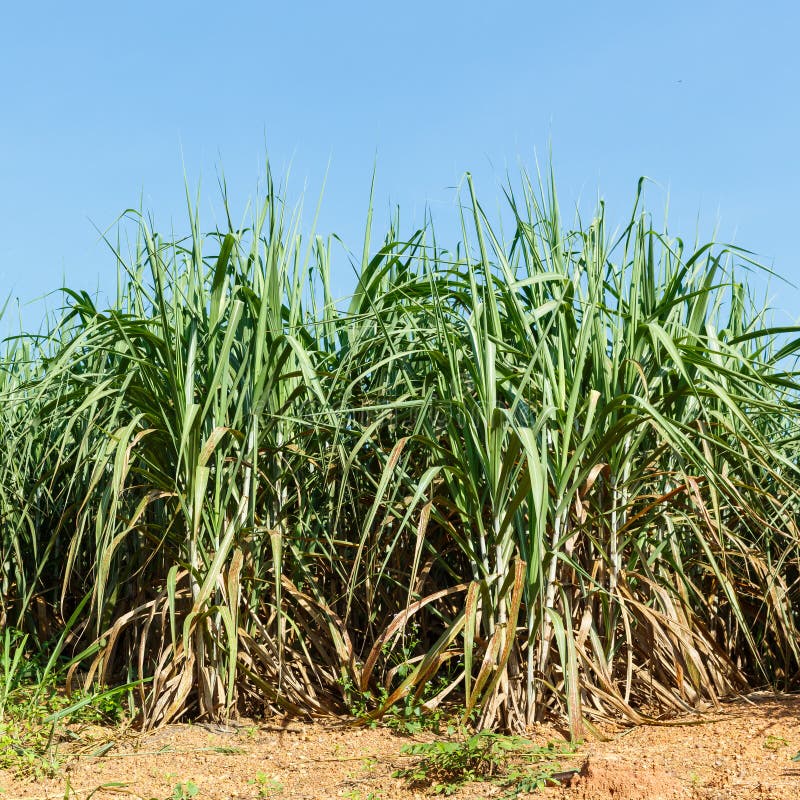 Close up sugar cane plantation on lateritic soil. Close up sugar cane plantation on lateritic soil