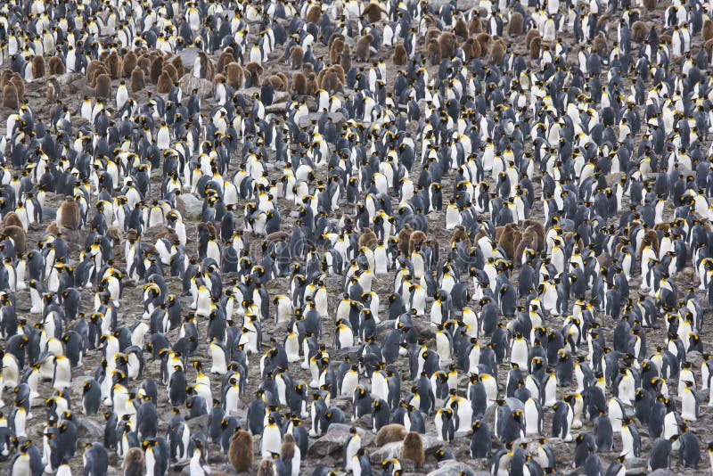 Koloni królewiątka pingwin