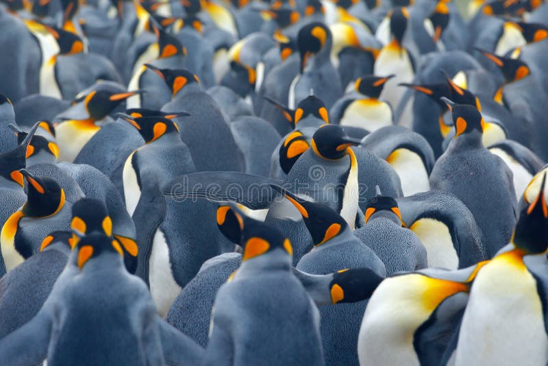 King penguin colony. Many birds together, in Falkland Islands. Wildlife scene from nature. Animal behaviour in Antarctica. Many penguins. King penguin colony. Many birds together, in Falkland Islands. Wildlife scene from nature. Animal behaviour in Antarctica. Many penguins.