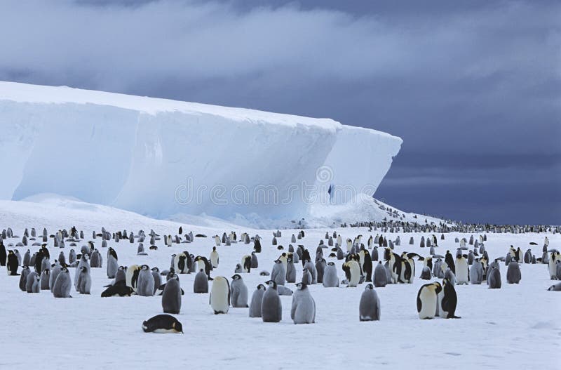 Emperor Penguin (Aptenodytes forsteri) colony and iceberg. Emperor Penguin (Aptenodytes forsteri) colony and iceberg