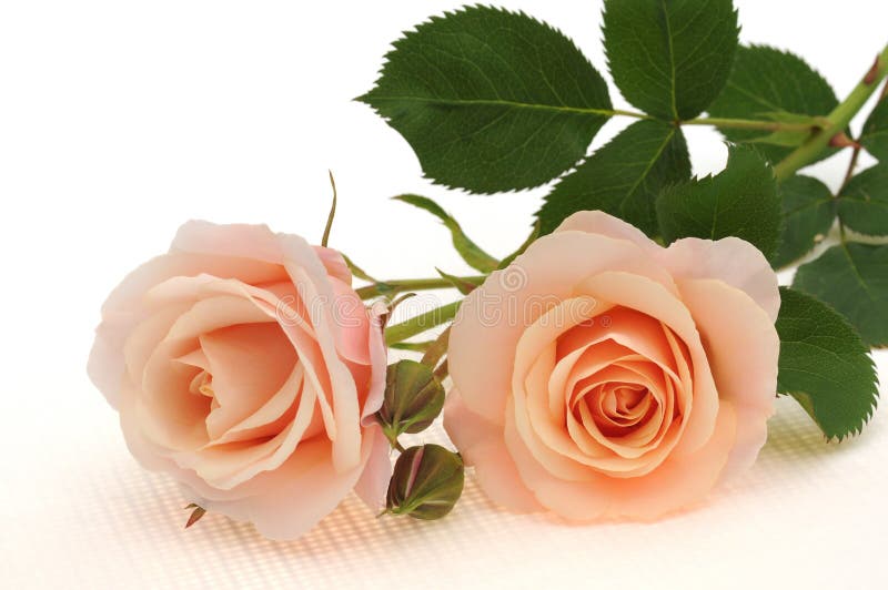 Kolor brzoskwiniowy odizolowane różę white
