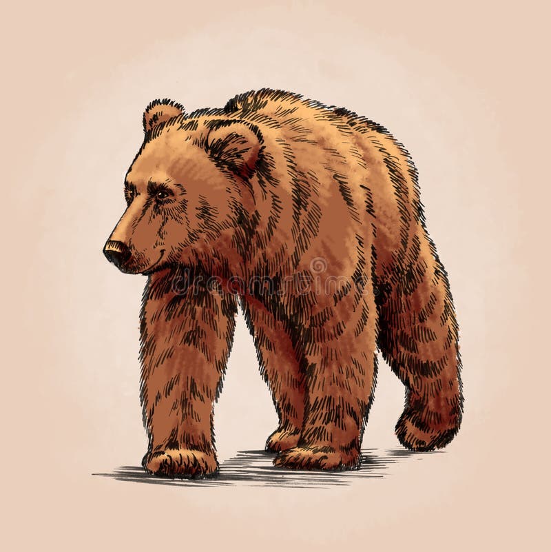 Kolor graweruje odosobnionego grizzly niedźwiedzia royalty ilustracja Kolor graweruje odosobnionego grizzly niedźwiedzia royalty ilustracja
