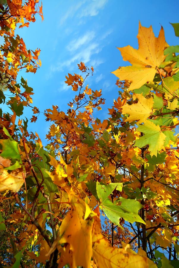 Kolor liście jesienią