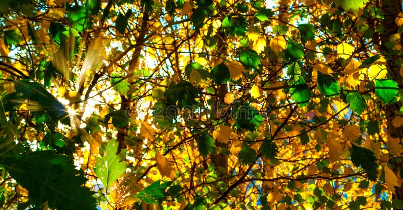 Kolor żółty I GreenLeaves Zaświecający The Sun promieniami kolorowe tło Jesieni Złoty ulistnienie fotografia royalty free Kolor żółty I GreenLeaves Zaświecający The Sun promieniami kolorowe tło Jesieni Złoty ulistnienie fotografia royalty free