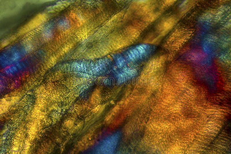 Kolor żółty i pomarańcze, abstrakt, polaryzacyjny micrograph pszczoła mięsień zdjęcie royalty free Kolor żółty i pomarańcze, abstrakt, polaryzacyjny micrograph pszczoła mięsień zdjęcie royalty free