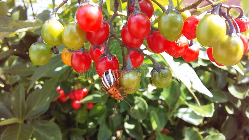 Koloradokäfer, Leptinotarsa Decemlineata auf Nachtschatten Dulcamara, bittersüßer Nightshade-Anlage im hellen Sonnenlicht stockbild Koloradokäfer, Leptinotarsa Decemlineata auf Nachtschatten Dulcamara, bittersüßer Nightshade-Anlage im hellen Sonnenlicht stockbild