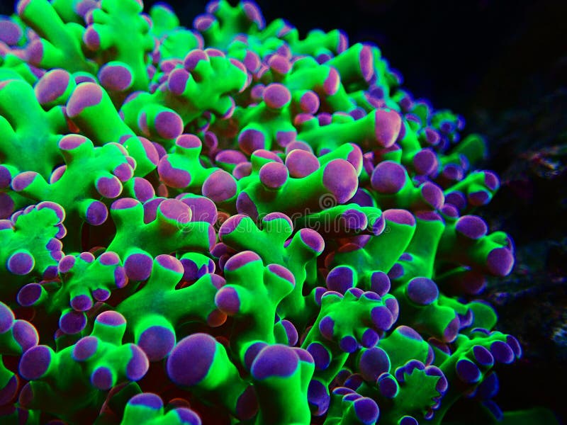 Kolorowa euphyllia jest rodzajem wielkopolipowego korala kamiennego. Euphyllia jest rodzajem wielkopolitkowego korala kamiennego. w akwariach morskich występuje wiele gatunków.