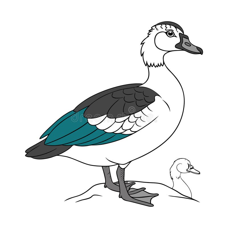 Kolorowa kompozycja 'Comb Duck' ilustracja wektor