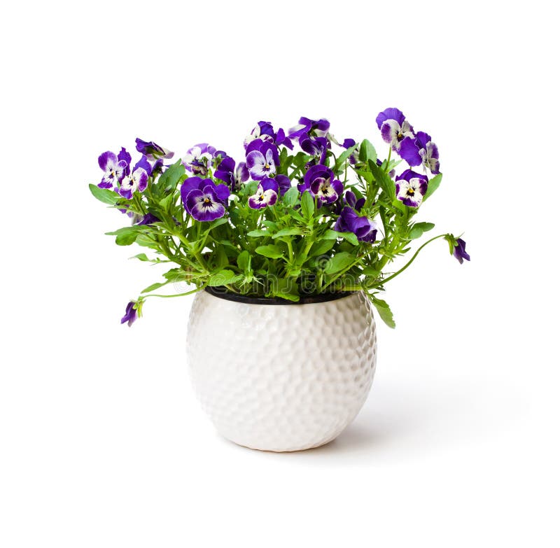 Kolorowa pansy kwiatu roślina w białym garnku odizolowywającym zdjęcie stock Kolorowa pansy kwiatu roślina w białym garnku odizolowywającym zdjęcie stock