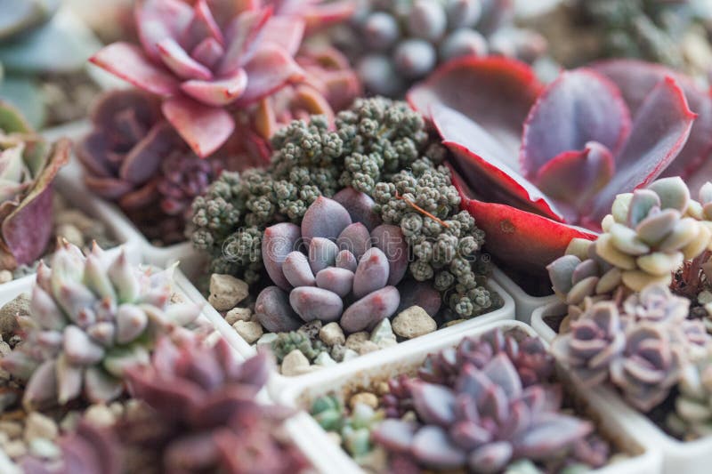 Kolorowa roślina ssakowa echeveria amor party przeciwko żywemu tle kwiatowym fotografia royalty free