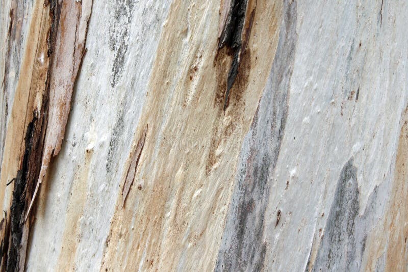 Kolorowa Textured Drzewna barkentyna fotografia stock Kolorowa Textured Drzewna barkentyna fotografia stock