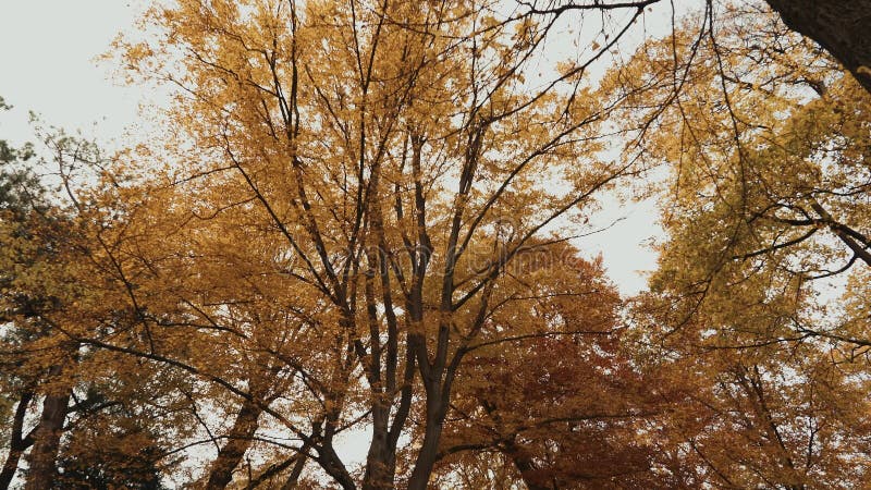 Kolorowe jesienne drzewa. strzał drzewa w czasie rzeczywistym jesienią.