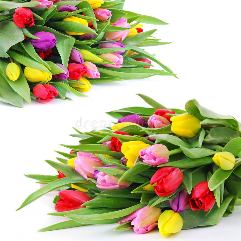 Wiosna tulipanu kwiaty obraz royalty free Wiosna tulipanu kwiaty obraz royalty free