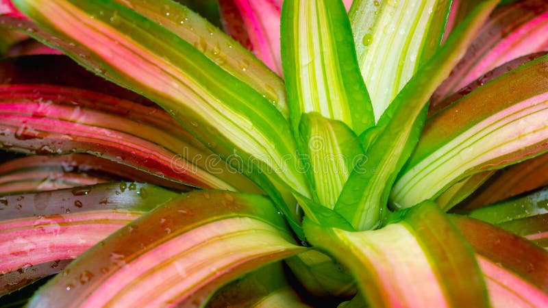 Kolorowy bromelia tricolor po deszczu obrazy royalty free Kolorowy bromelia tricolor po deszczu obrazy royalty free