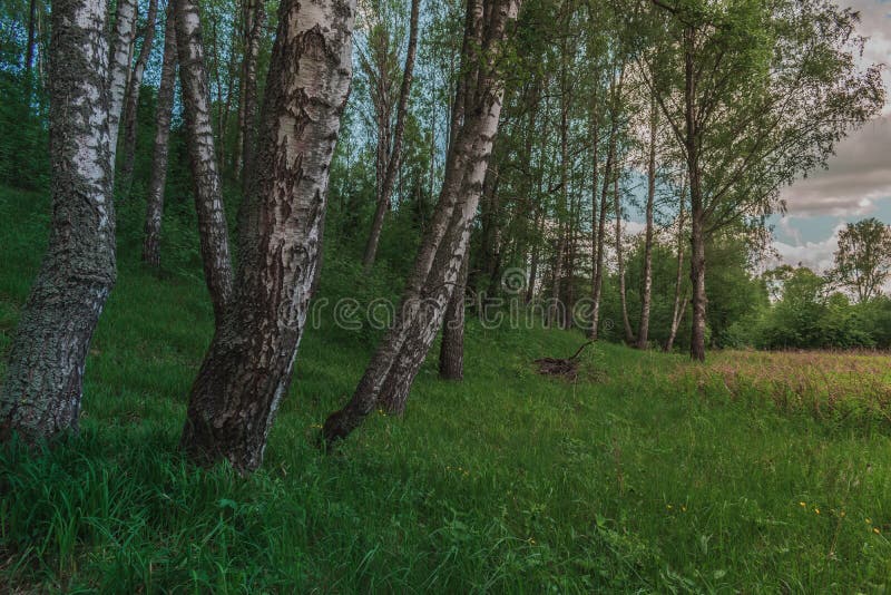Kolorowy Jaskrawy Pogodny lato zieleni brzozy drzewa las fotografia stock Kolorowy Jaskrawy Pogodny lato zieleni brzozy drzewa las fotografia stock