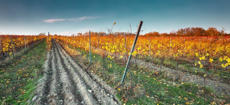 Kolorowy jesień winnica w Karpackiej górze, Bratislava, Pezinok, Sistani zdjęcia stock Kolorowy jesień winnica w Karpackiej górze, Bratislava, Pezinok, Sistani zdjęcia stock