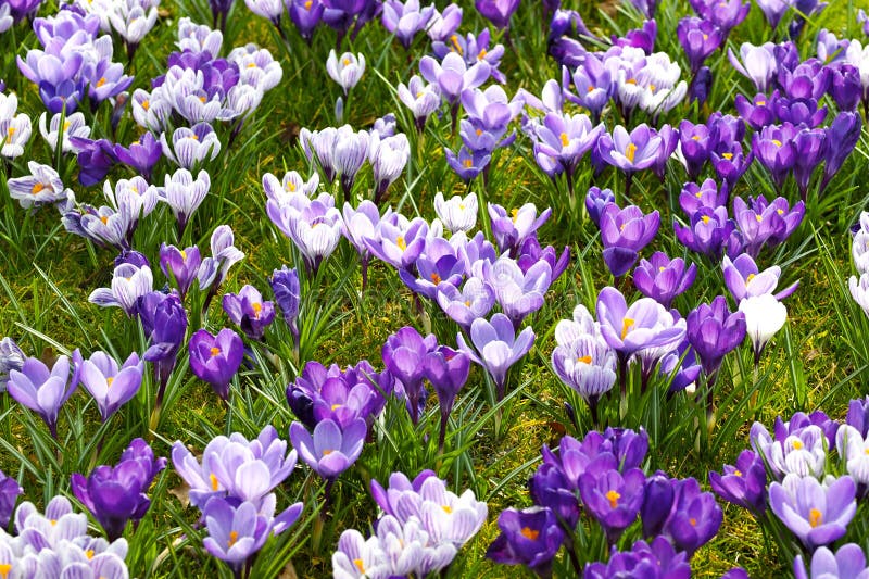 Kolorowy krokus zdjęcia royalty free Kolorowy krokus zdjęcia royalty free