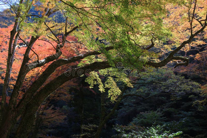Kolorowy liścia klonowego tło w jesieni, Osaka Japonia zdjęcia royalty free Kolorowy liścia klonowego tło w jesieni, Osaka Japonia zdjęcia royalty free