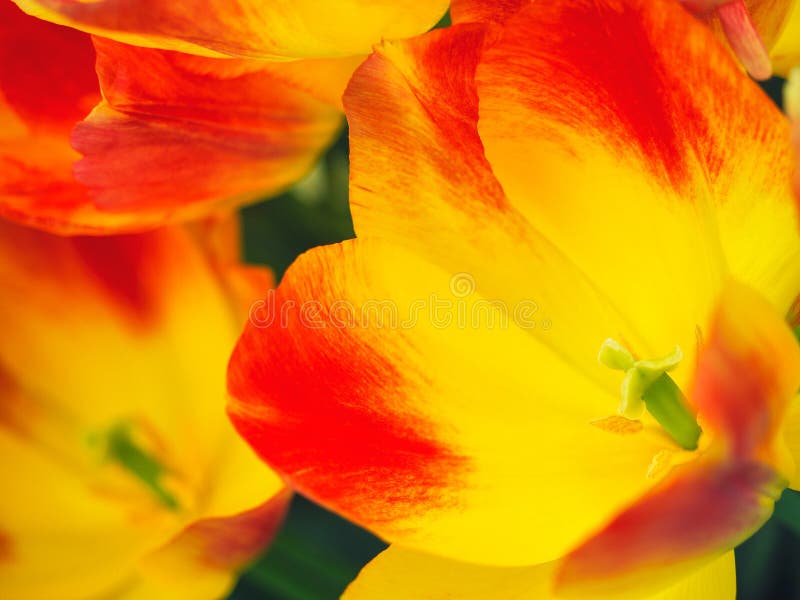 Kolorowy tulipanu pole, lata flowerwith zieleni li?? z zamazanym kwiatem jako t?o obraz stock Kolorowy tulipanu pole, lata flowerwith zieleni li?? z zamazanym kwiatem jako t?o obraz stock