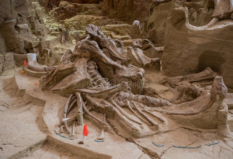 The Mammoth Site displays mammoth bones approximately 26,000 years old, left as they were discovered in a former sinkhole. The Mammoth Site displays mammoth bones approximately 26,000 years old, left as they were discovered in a former sinkhole.