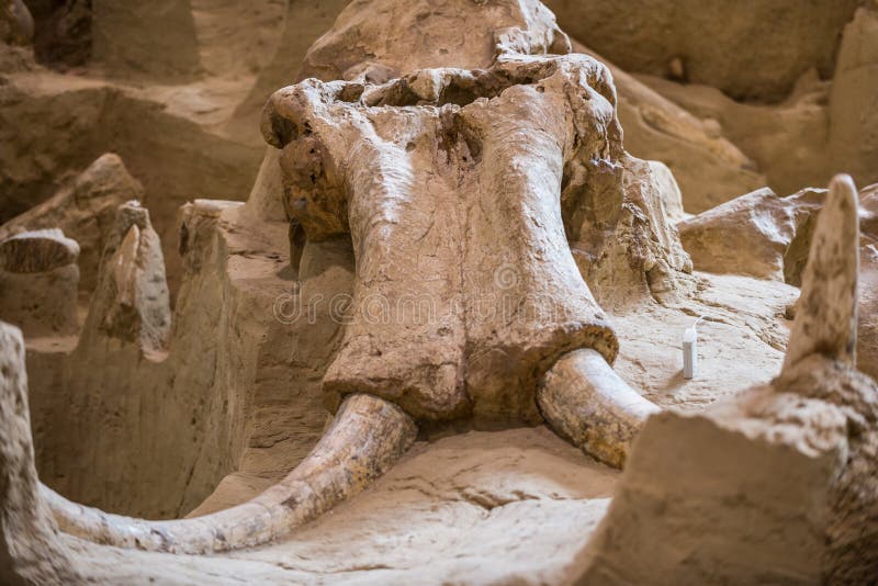 The skull of a Columbian Mammoth (Mammuthus columbi). The skull of a Columbian Mammoth (Mammuthus columbi)