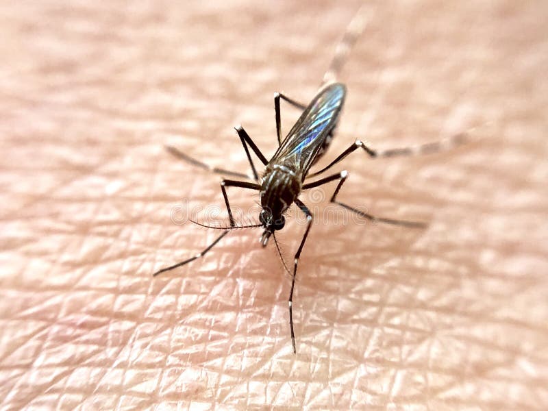 Komar zdjęcie stock. Obraz złożonej z powierzchnia, człowiek 124804634