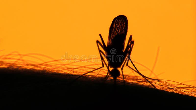 Komara krwionośny ssać na ludzkiej skórze na słońca tle fotografia royalty free Komara krwionośny ssać na ludzkiej skórze na słońca tle fotografia royalty free