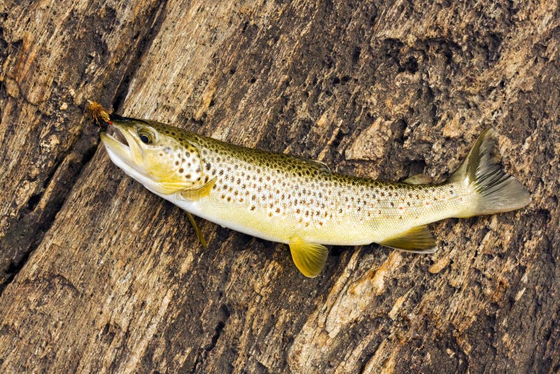 Brown trout caught while fly fishing in Norway. Brown trout caught while fly fishing in Norway