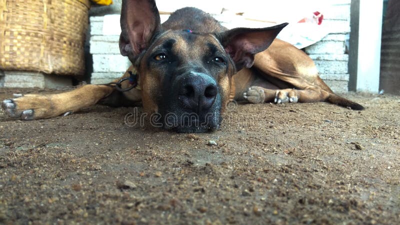 Kombai Le Sentiment Indien De Race De Chien De Chasse