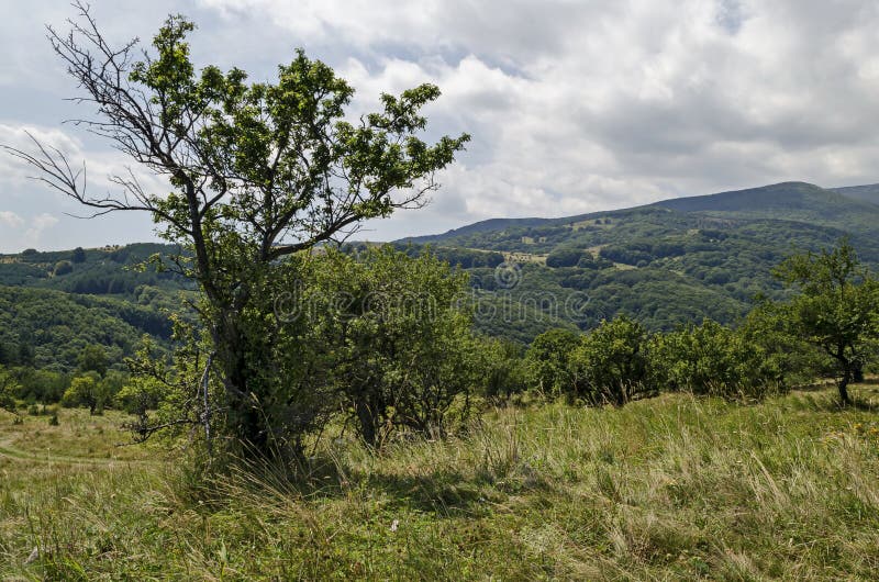 Komen de de zomer groene bos, enige bomen in de verse open plek met verschillend gras wildflower, Vitosha berg tot bloei royalty-vrije stock foto's Komen de de zomer groene bos, enige bomen in de verse open plek met verschillend gras wildflower, Vitosha berg tot bloei royalty-vrije stock foto's