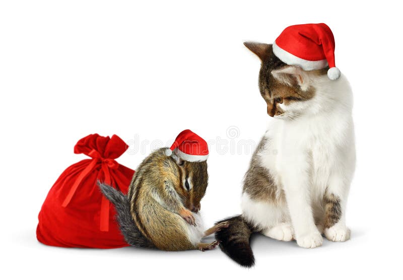 Komiczki xmas zwierzęta domowe, śmieszny chipmunk i kot z, Santa workiem i kapeluszem fotografia stock Komiczki xmas zwierzęta domowe, śmieszny chipmunk i kot z, Santa workiem i kapeluszem fotografia stock