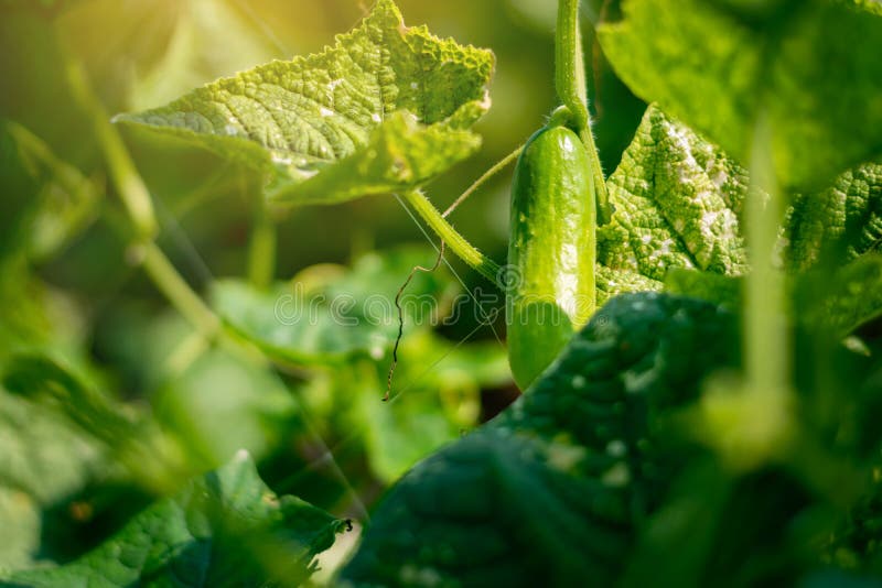 Komkommeroogst in een kleine binnenlandse serre stock foto Komkommeroogst in een kleine binnenlandse serre stock foto