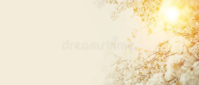 Coming Spring Banner Concept with Copy Space. Blossom Tree Banner Background. Coming Spring Banner Concept with Copy Space. Blossom Tree Banner Background.