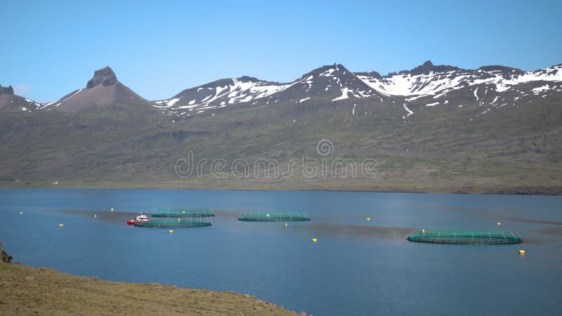 Kommerzielle Lachszucht im Ozean Fjord Djupivogur Eisland Sommertag